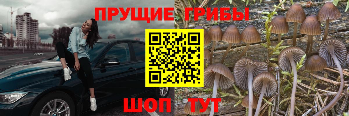Псилоцибиновые грибы Cubensis Кизилюрт